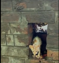 N1212001 Rescuing the Little Cat