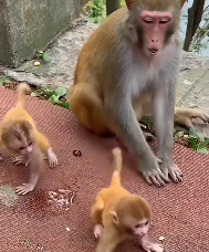 N1212002 orphaned baby monkey wanted to play other baby monkeys