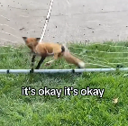 N1212023 Rescue fox ending #animals #rescueanimals #rescue