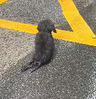 N1612015 Rescue an abandoned puppy on street #rescue #animals #animalsofti…