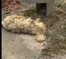 N2112009 found stray dog lying motionless by side of road.I gave i