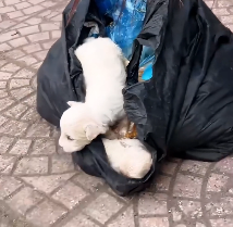 N2612045 Rescue baby dog on road #rescue #rescued