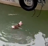 N1112002 Rescue puppy