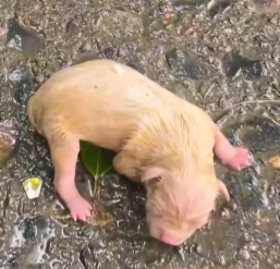 N1112003 Rescue newborn puppy on road #animal #rescue #rescueanimals