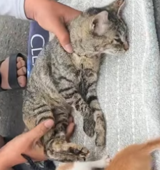 N1112004 Rescue family of cats on road