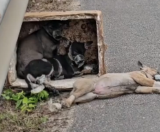 N1112005 Rescue poor puppy #rescue #rescueanimals #animals