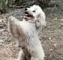 N1112006 The dog is begging for help