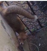 N0112023 fox had become completely stuck on an iron gate, his leg be…part2