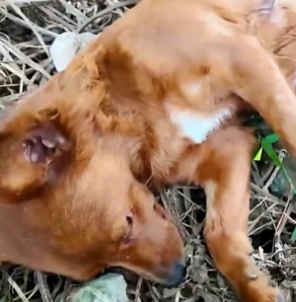 N1112008 Rescue family of dogs