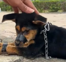 N1112010 If you see dog, will you save it #rescue #rescueanimals #animal…