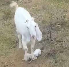 N1112011 Rescue baby goat abandoned by it mother #animal #rescue