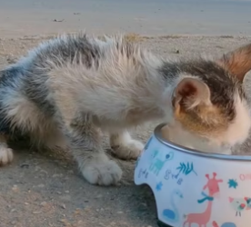 N1112014 Rescue kitten #rescuecat #rescue #animal #cat