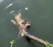 N1112015 Rescue drowning hedgehog #rescue #rescueanimals #animals