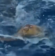 N1112016 dolphin was trying to push it turtle friend onto our boat to as