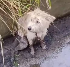 N1112019 Rescuing abandoned dog