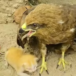 N1112012 fierce eagle protects kitten lost its mother #rescuecat