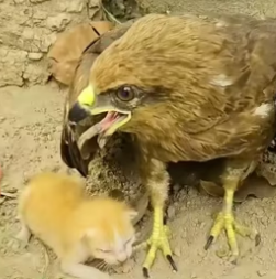 N1112012 fierce eagle protects kitten lost its mother #rescuecat
