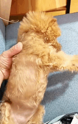 N0112022 Dog saved just in time_part2