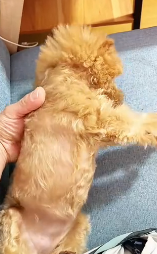 N0112022 Dog saved just in time_part2