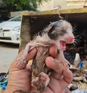 N1212003 Rescue family of cats