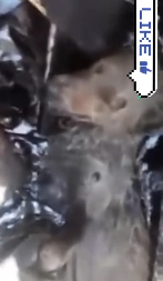 N0112047 Rescue dog#rescueanimal #animals #rescue #rescuedog #dog_part2