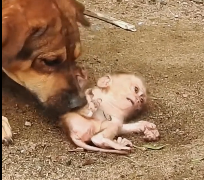 N1212006 little monkey was being bullied by dog, so rescued him