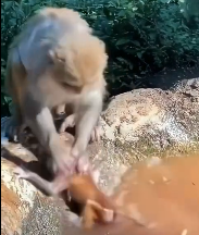 N1212007 mother monkey wanted to drown her baby monkey, but stopped her