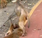 N1212008 little monkey was almost abused to death by his mother. Seeing hi…