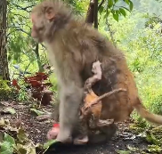 N1212009 saw baby monkey being abandoned by its mother, so rescued him