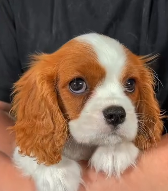 N0112021 woman saw dog drowning saved it without hesitation,and then_part2