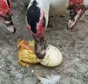 N1212011 newly hetched duckling was attacked by group of ducks.I rescued…