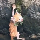 N1212012 kitten fell into water,I rescued her then #kitten #rescue…