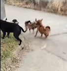 N1212014 kitten was attacked by dogs,and went to stop them #kitten #resc…