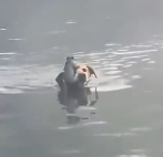 N1212015 squirrel fell into water my dog jumped in water to save it