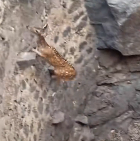 N1212016 deer fell into hole,I rescued him,and then #deer #animals