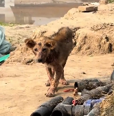 N1212017 rescued dog decided to adopt him#dog #puppy #rescue #animalre…