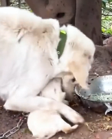 N1212019 man adopted dog abandoned by its mother #animals #rescue #rescuea…