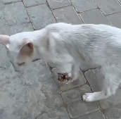 N1212020 Rescue cat #rescue #rescueanimals #animals