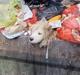 N1212021 found an abandoned Samoyed in trash can, then…#animals #res…