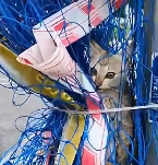 N1212022 Rescue baby cat #animals #rescue #rescueanimals