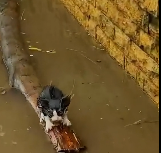 N1212024 Rescue family of cats #animals #rescueanimals #rescue #animaloftikt…