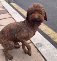 N1212030 Poor dog #dog #pet