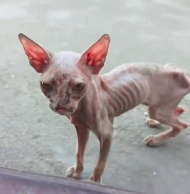 N1512001 rescued an abandoned,skin bones Sphynx cat.#rescue #kitten