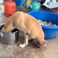 N1512002 Emergency Dog Rescue