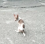 N1512003 Hope for a Stray Dog