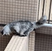 N1512004 The cat is in danger up high