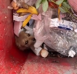 N1512006 Poor dog never ignor her pls!#rescuedog #helpdogs #dog