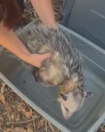 N0112018 Brave woman rescues trapped opossum_part2