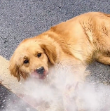 N1512009 golden retriever got into car accident, man rescued it