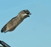 N1512010 family rescued raccoon jumped out of car then…..